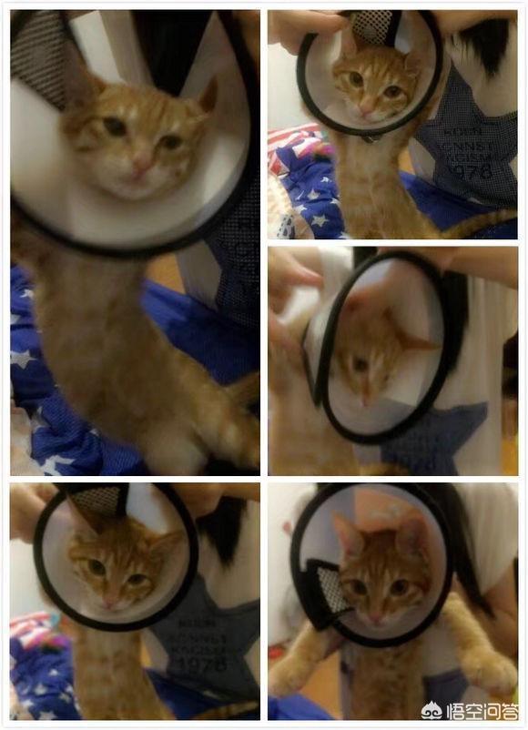 宠物猫:宠物猫口臭是为什么，怎么办？ 宠物猫品种