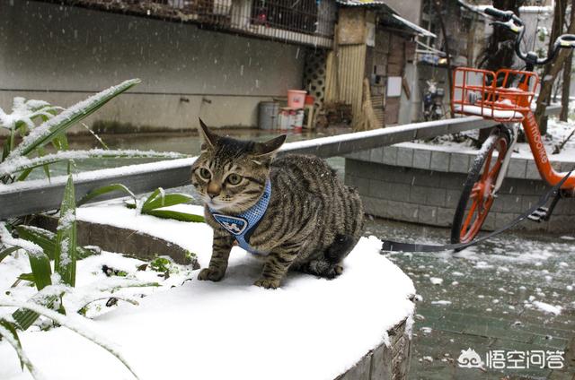 猫样:家里养三只猫是一种怎样的体验？