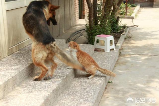 猫狗打架为啥猫总是占优势，猫狗打架，为什么小个子的猫甩两招就能制胜，败走的总是狗