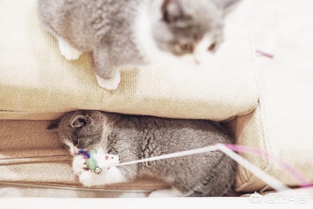 最活泼的缉毒犬:我想问一下，英短蓝猫是不是都很调皮啊？ 最萌的缉毒犬
