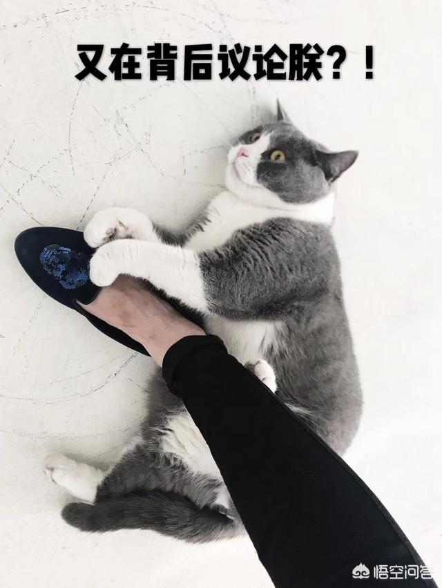 英短蓝猫发情期:我想问一下，英短蓝猫是不是都很调皮啊？