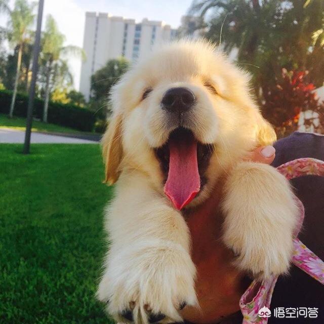 2020金毛犬吧:绝对不能给金毛犬吃的食物有哪些？