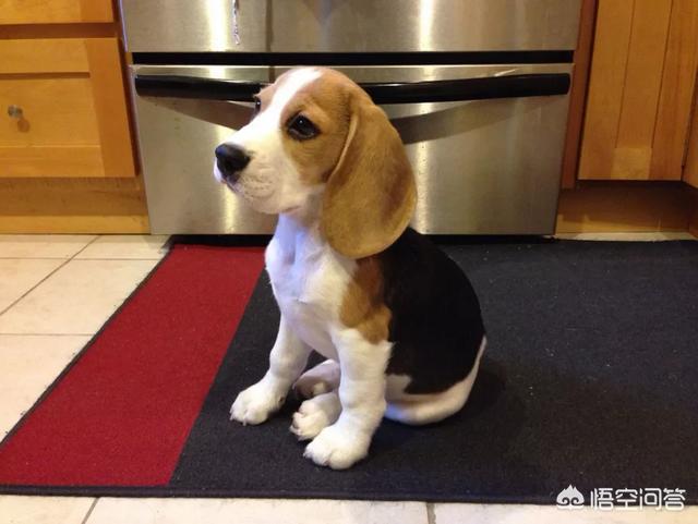 蝴蝶犬智商比格犬好养吗:比格犬好不好养？有什么特点吗？ 比格犬和蝴蝶犬