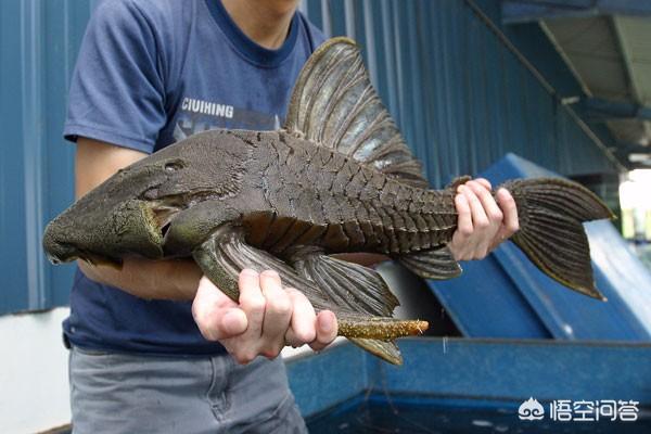 鳄雀鳝能吃吗，清道夫鱼破坏堤坝貌似已经泛滥成灾，作为入侵物种为何没人敢吃