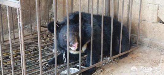 如何养宠物狗发现是黑熊:我国智商最高的狼犬是哪一种？为什么？