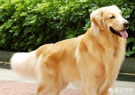 可爱的金毛狗狗图片:家里有只小金毛，是种什么样的体验？ 特别可爱的金毛狗狗的图片