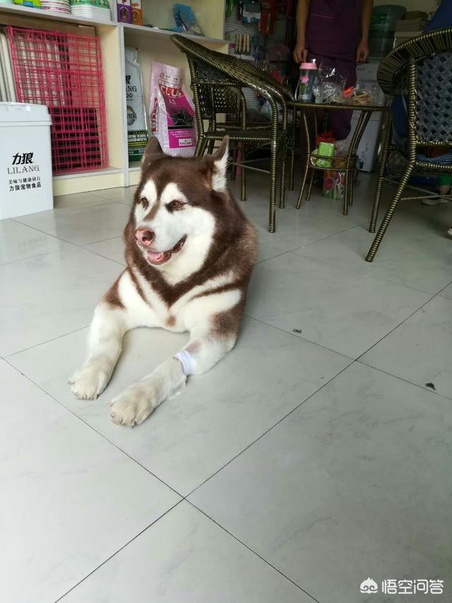 犬瘟热怎么治疗:接回家十天小边牧得了犬瘟，我该怎么办？