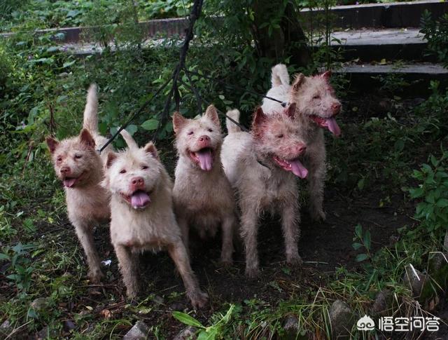 中华田园犬之西默默:中华田园犬为什么是世界上智商最低的狗？