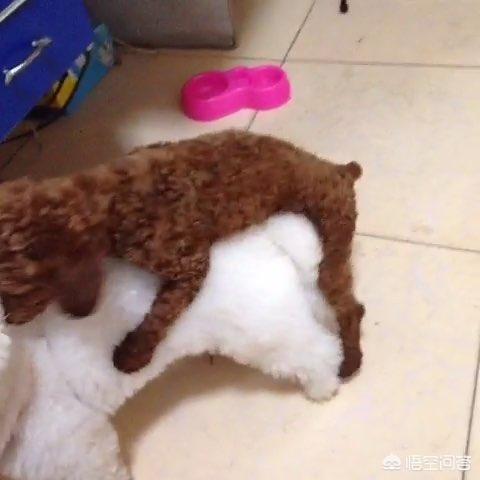 如何让狗狗进入下体验:养一条公泰迪是怎样的体验？