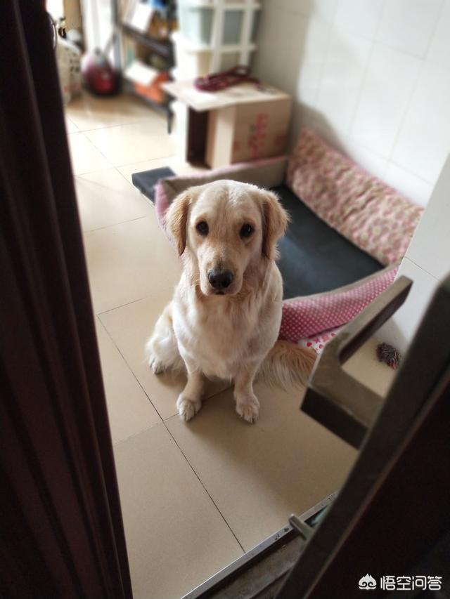 淘宝忠犬小八家模特小兮:哪部电影的哪一幕让你直接泪崩了？