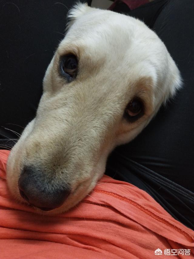 淘宝忠犬小八家模特小兮:哪部电影的哪一幕让你直接泪崩了？