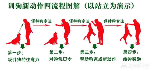 宠物狗知识:你觉得养土狗和养宠物犬有区别吗？有什么区别呢？ 宠物狗知识大全