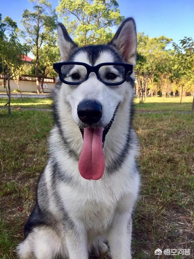 宠物狗知识:你觉得养土狗和养宠物犬有区别吗？有什么区别呢？ 宠物狗知识大全