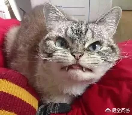 养一只电子宠物猫吧:养一只宠物猫或宠物狗，究竟好不好呢？