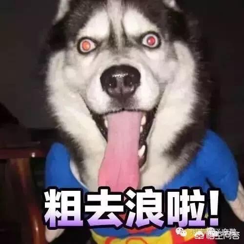 猫咪搞笑图:谁有搞笑的动物、宠物的图片可以分享一下？ 猫咪搞笑图片带字图片