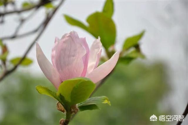 头条问答 玉兰花和辛夷花是不是一种花呢 Whitedeer的回答 0赞