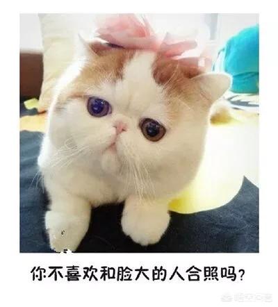 给英短吃的猫饭:英国短毛猫吃什么猫粮好？