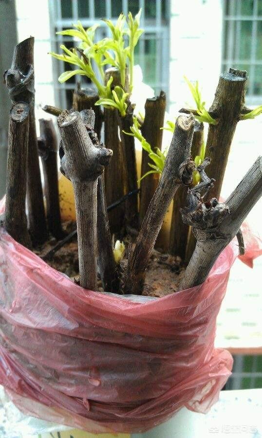 头条问答 - 葡萄扦插育苗技术的步骤有哪些?(18个回答)