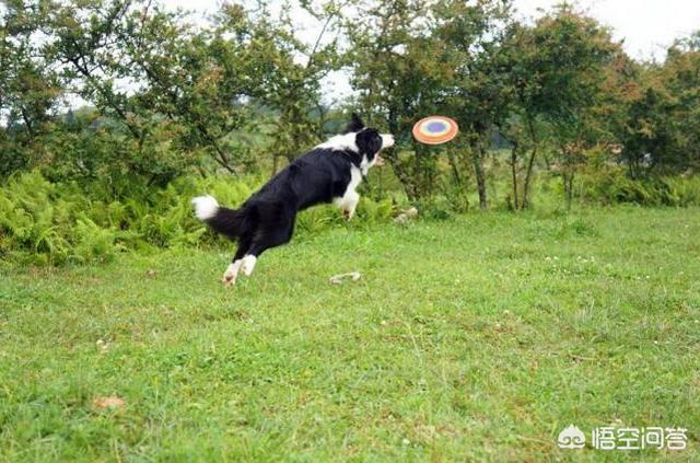 苏牧犬聪明吗:你见过最聪明的狗狗是什么样子的？ 苏牧犬的缺点是什么