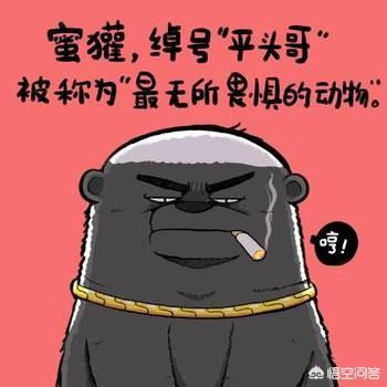 平头哥蜜獾图片高清:为什么动物园不养“平头哥”？