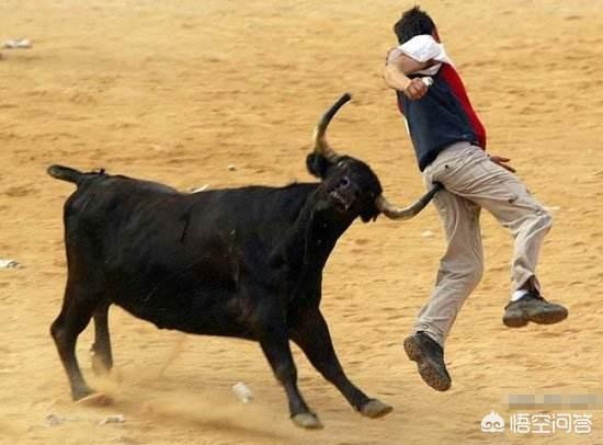 全民斗牛:法国斗牛犬会很难饲养吗，要注意什么？ 全民斗地主