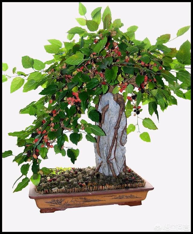 头条问答 - 刚买的扶苏花上盆可以剪枝吗?(5个回答)