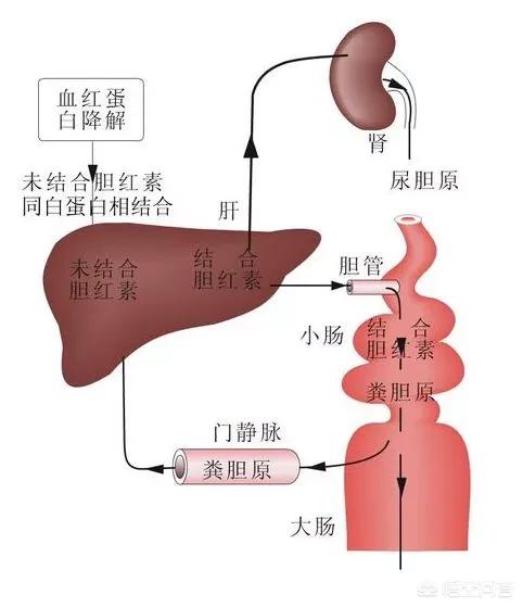 孕期总胆红素高直接胆红素高:胆红素高是怎么回事的啊？怀孕有两个多月了？