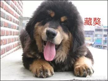 小土狗图片:土狗是否等于田园犬、串串狗？