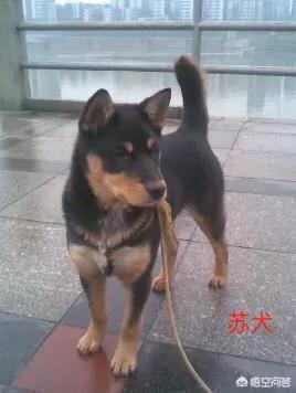小土狗图片:土狗是否等于田园犬、串串狗？