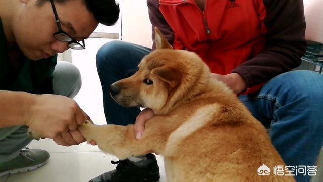 小狗得了狗瘟能治好吗:土狗得细小病值得治疗吗？