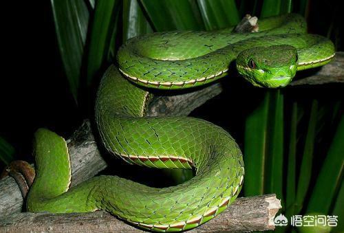 头条问答 - 菜花蛇静卧菜花上,求下联?(21个回答)