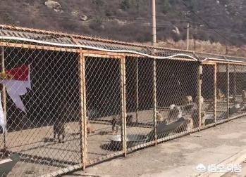 老收养400只流浪狗:太原小伙收留600流浪狗，每月狗粮最少两万，你怎么看？ 收养流浪狗作文400字