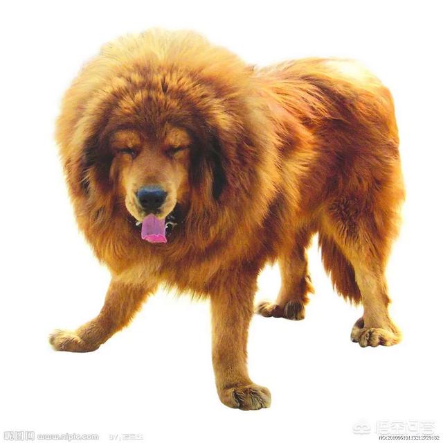 藏獒咬死主人:中华田园犬在主人不给食物的情况下会反过来咬主人吗？