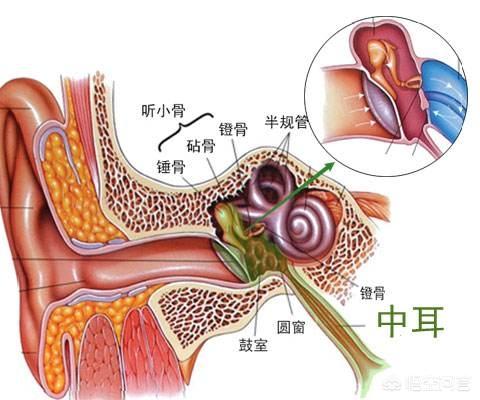 腭裂宝宝中耳炎怎么办:孩子得了中耳炎，该怎么办？