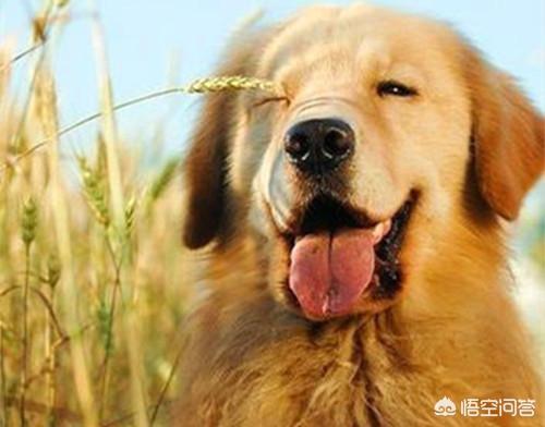 成年松狮吃什么狗粮好:成犬金毛吃什么狗粮比较好？