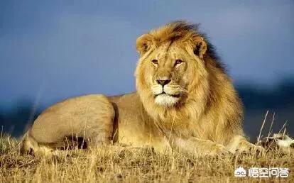 去非洲的那些老虎现在怎么样了，在非洲草原上老虎会咬狮子吗