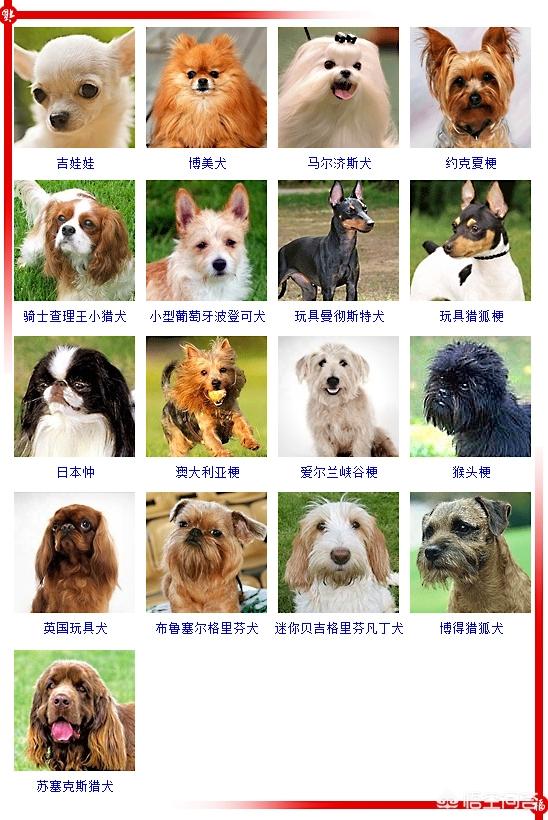 450只宠物狗品种图片大全:现存的狗狗有450多种，常见的有哪些呢？