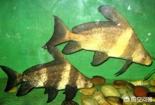 胭脂鱼是几级保护动物，鄱阳发现罕见野生胭脂鱼，这是一种什么鱼