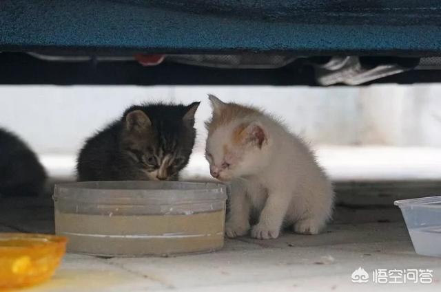 母猫做绝育风险大不大，给猫咪做绝育到底是爱还是恨