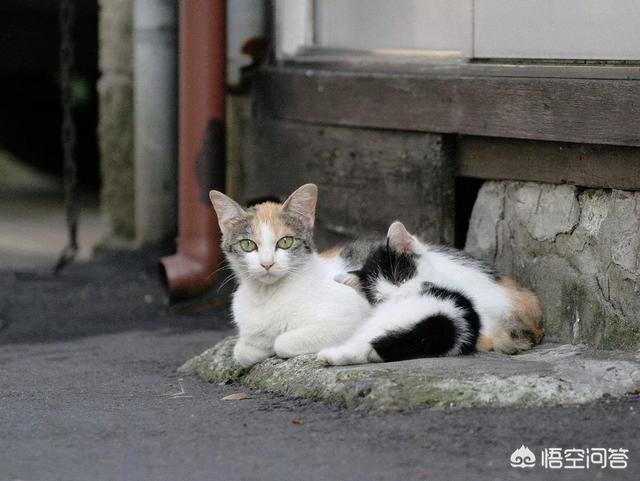 猫咪绝育惊呆了:猫咪该不该绝育？猫咪绝育的弊端有哪些？