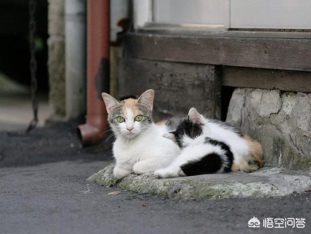 母猫做绝育风险大不大，给猫咪做绝育到底是爱还是恨