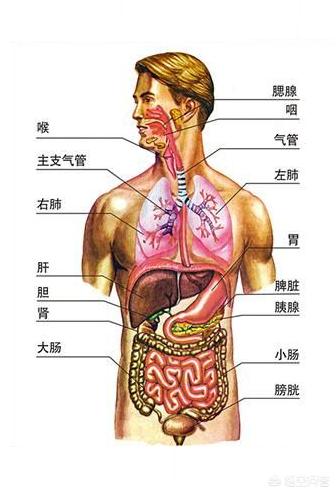人体脏器疼痛位置图图片