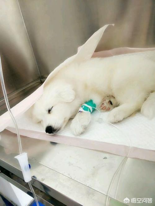 巴哥犬细小病毒的治疗方案:狗狗得了细小又输不进液，只能打针可还是吐怎么办？
