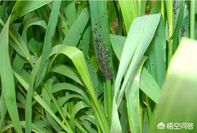 节节麦杂草如何有效清理，小麦蚜虫该怎样防治到底用不用防治呢