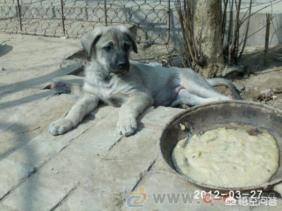 大庆哪里卖狼青狗崽:狼青母犬生了狗崽，但是母狗把狗崽吃了，是什么原因？