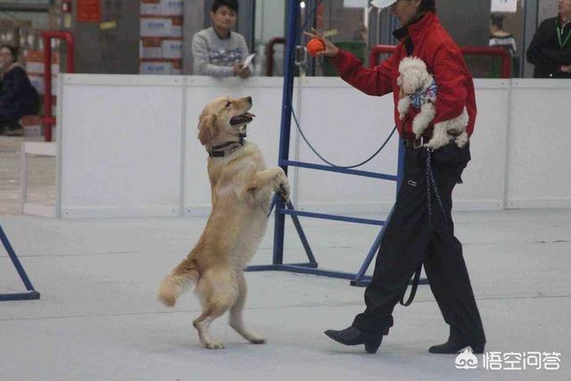 狗狗训练教程:狗狗训练科目有没有先后顺序？