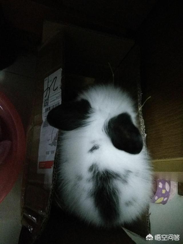 宠物兔子图片:家养的宠物兔可以洗澡吗？