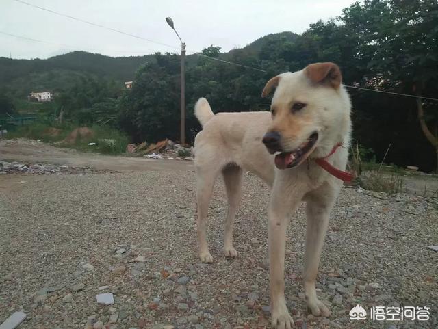 中华田园犬图片简笔画:你见过哪些长得特别好看的中华田园犬？