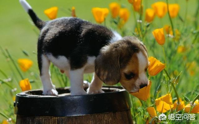 犬绦虫病怎么防治:春季狗狗寄生虫病高发期，宠主该如何应对？