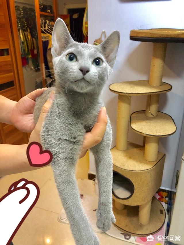 为什么很少人养俄罗斯蓝猫？